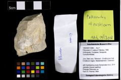 Foto (Objekt + Etiketten) von Pithonoton cf. rusticum (Patrulius, 1966) 